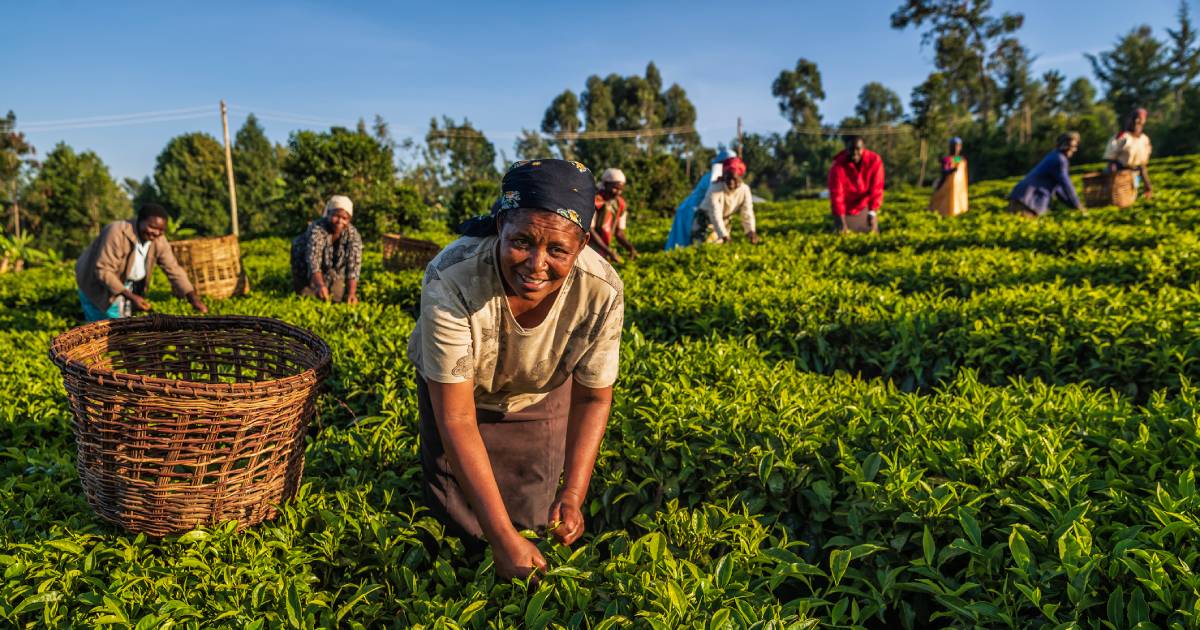 Woman in Kenya harvesting tea leaves with several other ag workers picking leaves behind her